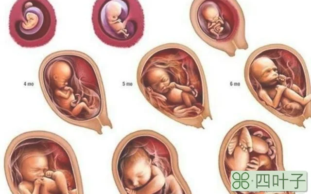胎儿发育快慢，只有产检才能检验出来吗，孕妈身上有迹可循吗？