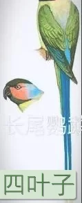 中国有野生鹦鹉吗？