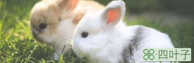 小兔子的资料