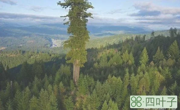 世界上最高的树有多高？