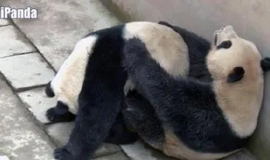 大熊猫采精被直播画面曝光 交配时长7分45秒破纪录