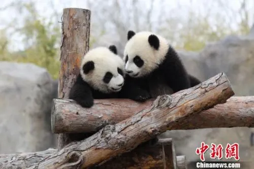 上海首对大熊猫龙凤胎成长状况良好 今起有名字