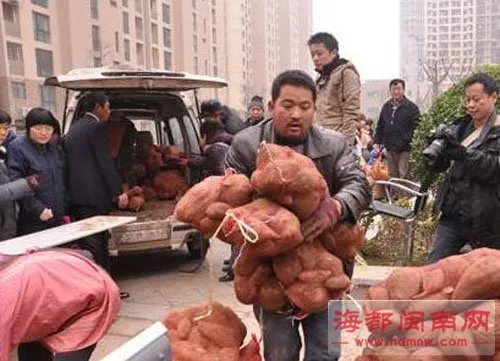 郑州“萝卜哥”红薯遭“疯抢” 1天卖3万斤