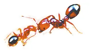 田间毒蚂蚁横行多人被咬 居民谈蚁色变