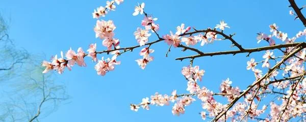 三月的桃花水是指什么