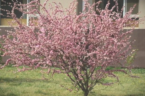 门前种桃树为大凶，为什么家里不能种桃树