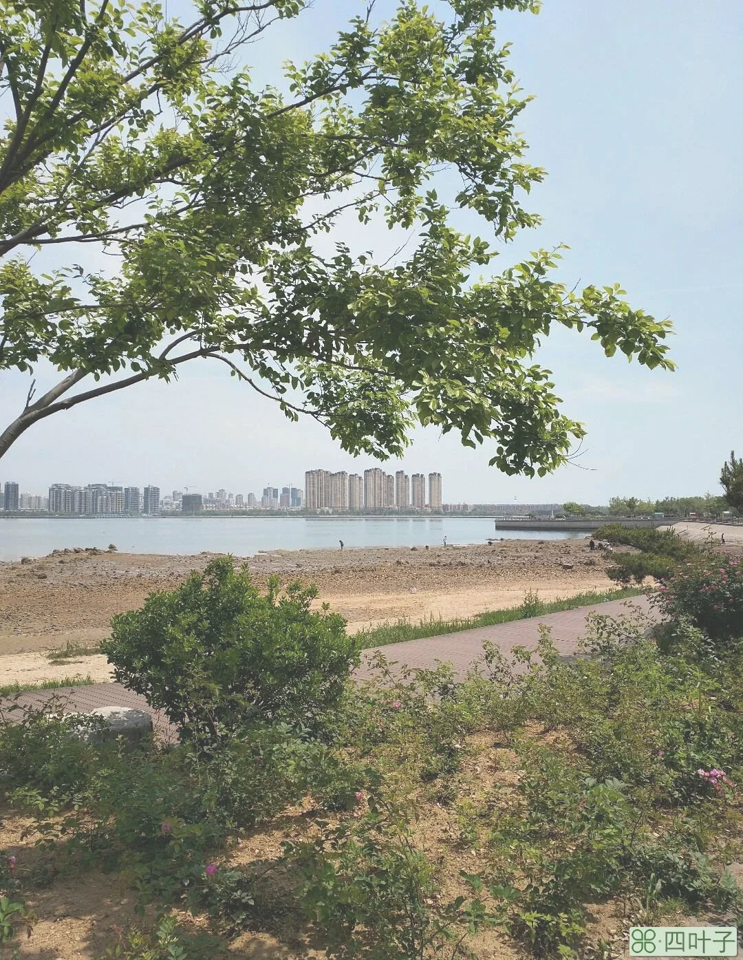 天气预报青岛黄岛青岛市黄岛的天气预报