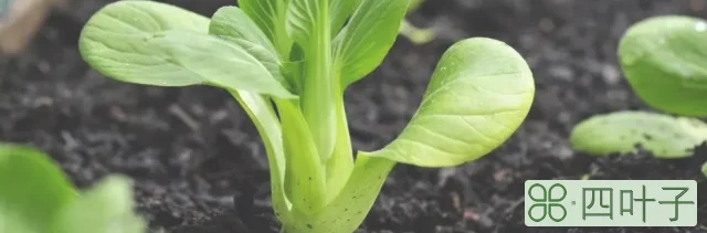 寒露种植哪些蔬菜