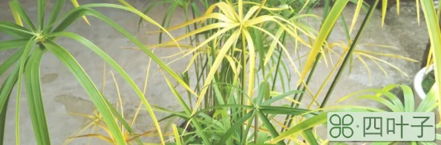 水生竹子叶子变黄了如何处理