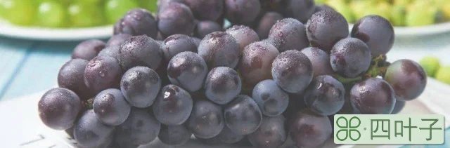 吃不完的葡萄保存方法介绍