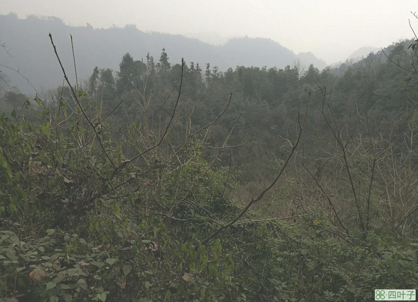 大邑雾中山天气大邑雾山天气