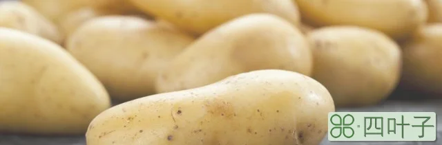 土豆哪个时候种植