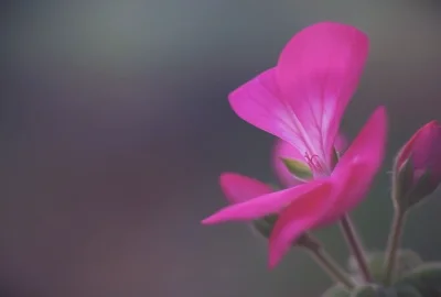 星露谷物语秋天有什么种子(星露谷物语秋天有什么鱼)