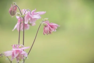 《何以笙箫默》全部插曲有哪些？