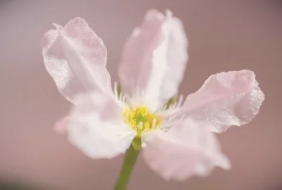 普洱生茶是绿茶吗（普洱生茶的特点和口感）