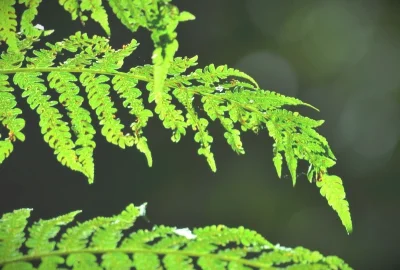 如何在《梦幻西游》游戏中快速升级？