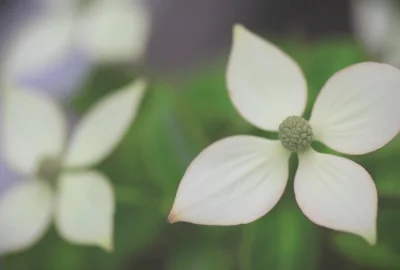 《燃冬》离上映还有5天 曾入围戛纳电影节一种关注单元